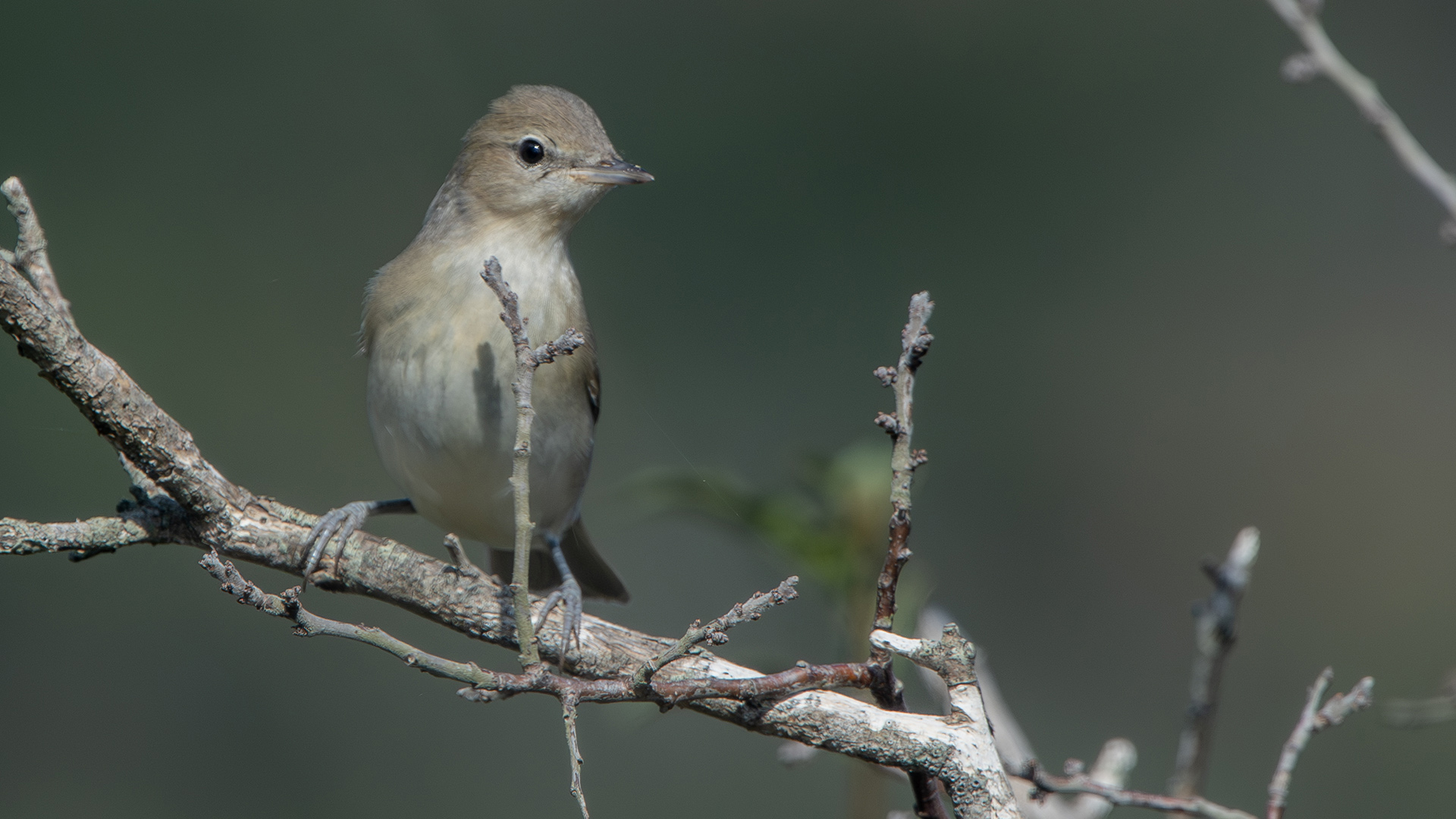 Garden Warbler